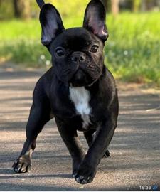 Femmina un anno bulldog