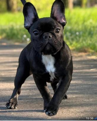 Femmina un anno bulldog