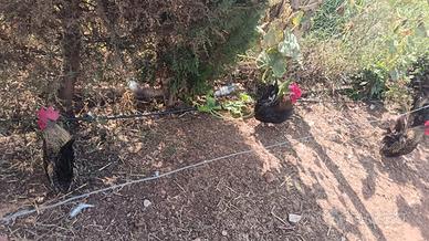 Galline shaboo