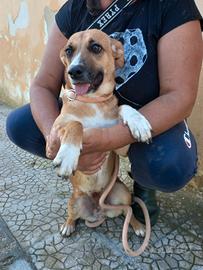 Cagnolina taglia contenuta