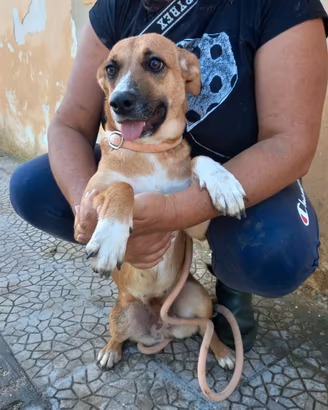 Cagnolina taglia contenuta