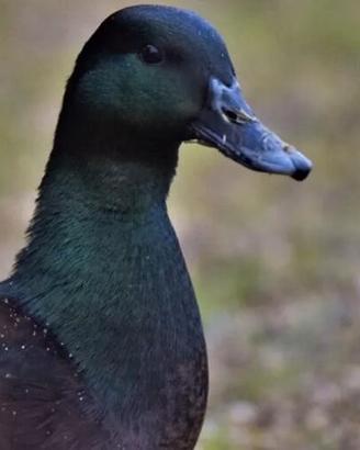 Anatra smeraldo