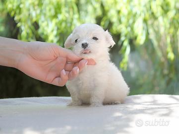 Cucciolino di Maltese