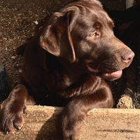 Cuccioli di labrador retriever puro chocolate