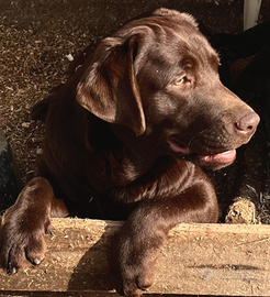 Cuccioli di labrador retriever puro chocolate