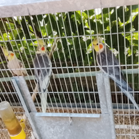 2coppia colpistal