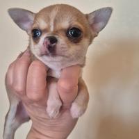 Chihuahua mini con pedigree
