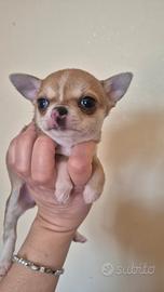 Chihuahua mini con pedigree