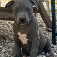 Cuccioli di Pitbull Blue Nose