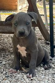 Cuccioli di Pitbull Blue Nose
