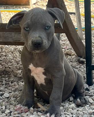 Cuccioli di Pitbull Blue Nose