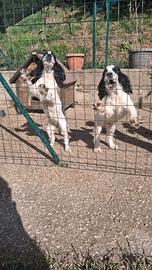 cocker da tartufo