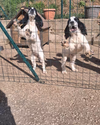 cocker da tartufo