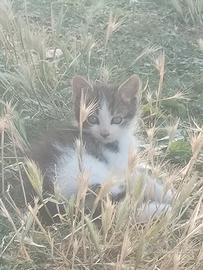 Gattino di 1 mese