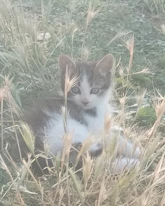 Gattino di 1 mese