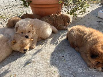 Cuccioli di Chow Chow