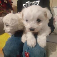 Cuccioli maltese