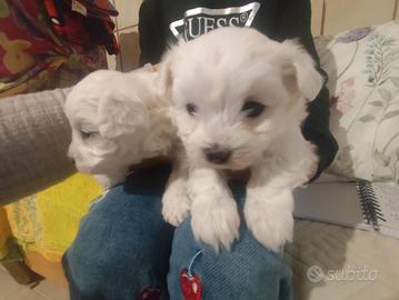 Cuccioli maltese