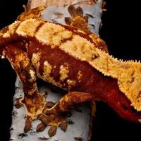 Geco ciliatus maschio (proven)