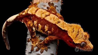 Geco ciliatus maschio (proven)