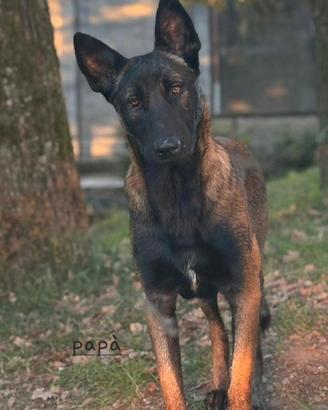 Cuccioli di pastore belga Melinois