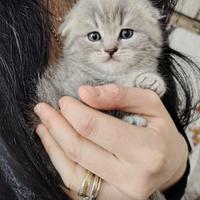 Cucciola Scottish fold