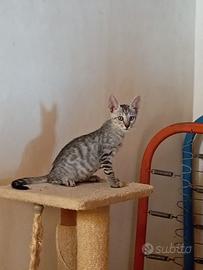 Elvis gattino 2 mesi