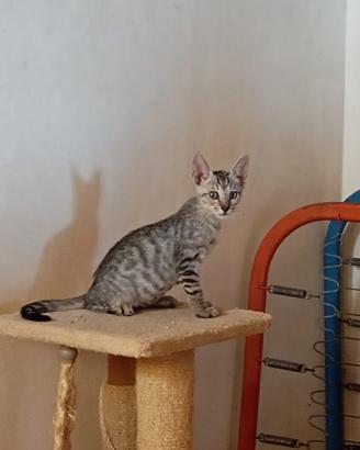 Elvis gattino 2 mesi