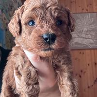 Cuccioli Barboncino Toy con Pedigree