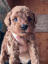 Cuccioli Barboncino Toy con Pedigree