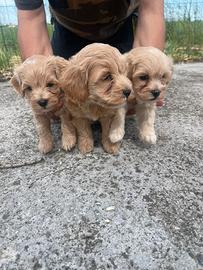 Cuccioli di Maltipoo