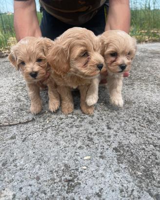 Cuccioli di Maltipoo