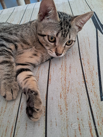 Gatto per casa