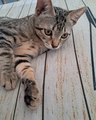Gatto per casa