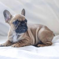 Cuccioli bouledogue francese