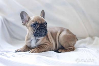 Cuccioli bouledogue francese