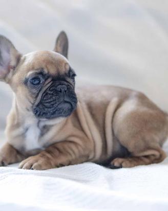 Cuccioli bouledogue francese