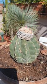 Melocactus maxonii f. inermis
