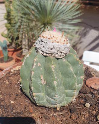 Melocactus maxonii f. inermis