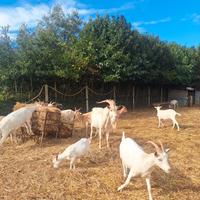 Capre gravide e caprette