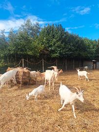 Capre gravide e caprette