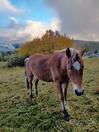 Cavallo