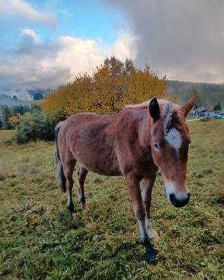 Cavallo