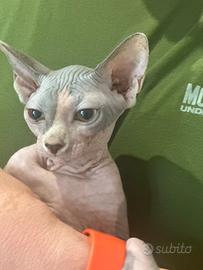 Ultimissima cucciola Sphynx prezzo scontato