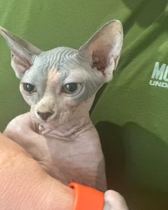 Ultimissima cucciola Sphynx prezzo scontato