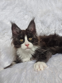 Cuccioli Maine Coon