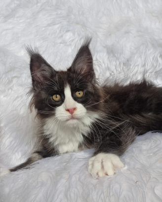 Cuccioli Maine Coon