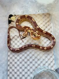 Baby serpente del grano