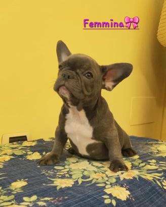 Cuccioli di bulldog francese 