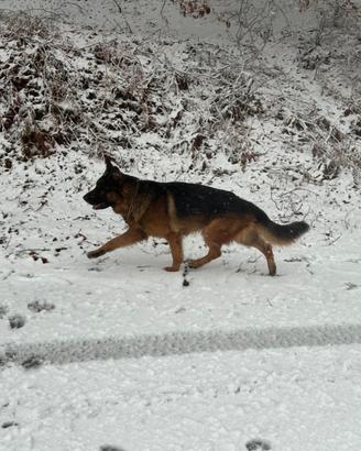 Pastore Tedesco per monta